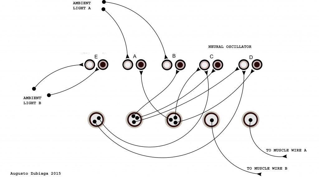 neural oscillator